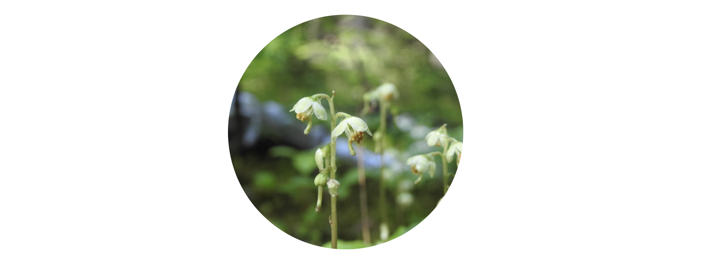 *Pyrola chlorantha* (Green-flowered Wintergreen) &copy nsferguson on iNaturalist. Observed in Cochrane, ON, Canada